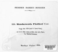 Hendersonia fiedleri image
